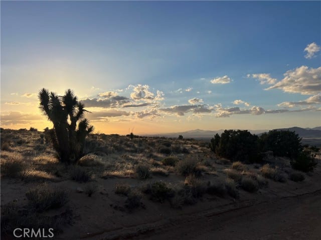 3 Ocotillo