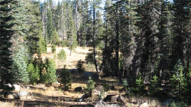 0 sugar pine