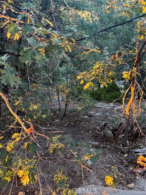 1 Crest Forest